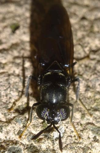 Hermetia illucens